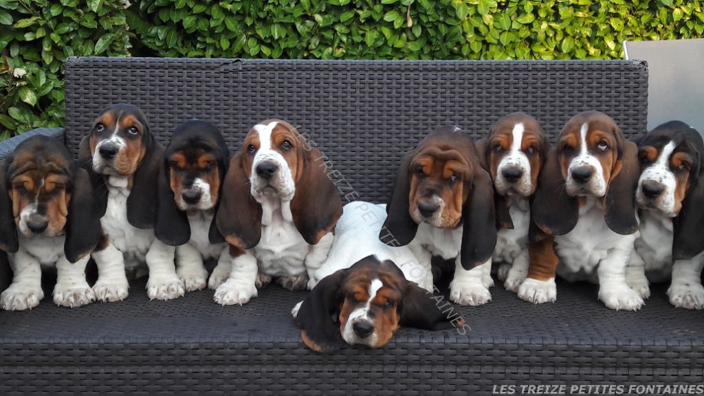 Des Treize Petites Fontaines - Basset Hound - Portée née le 04/07/2017