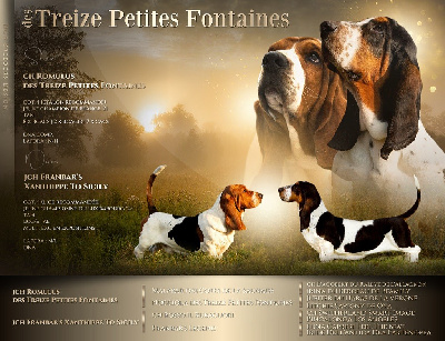 Des Treize Petites Fontaines - Basset Hound - Portée née le 15/05/2023