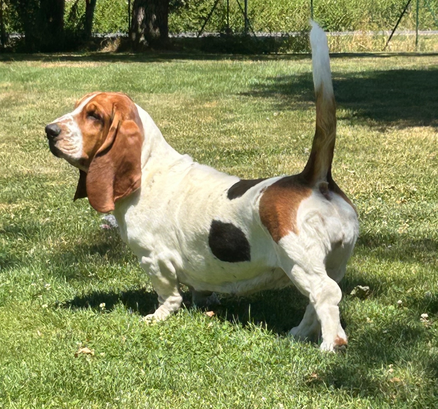 UNE PAULETTE Des Treize Petites Fontaines