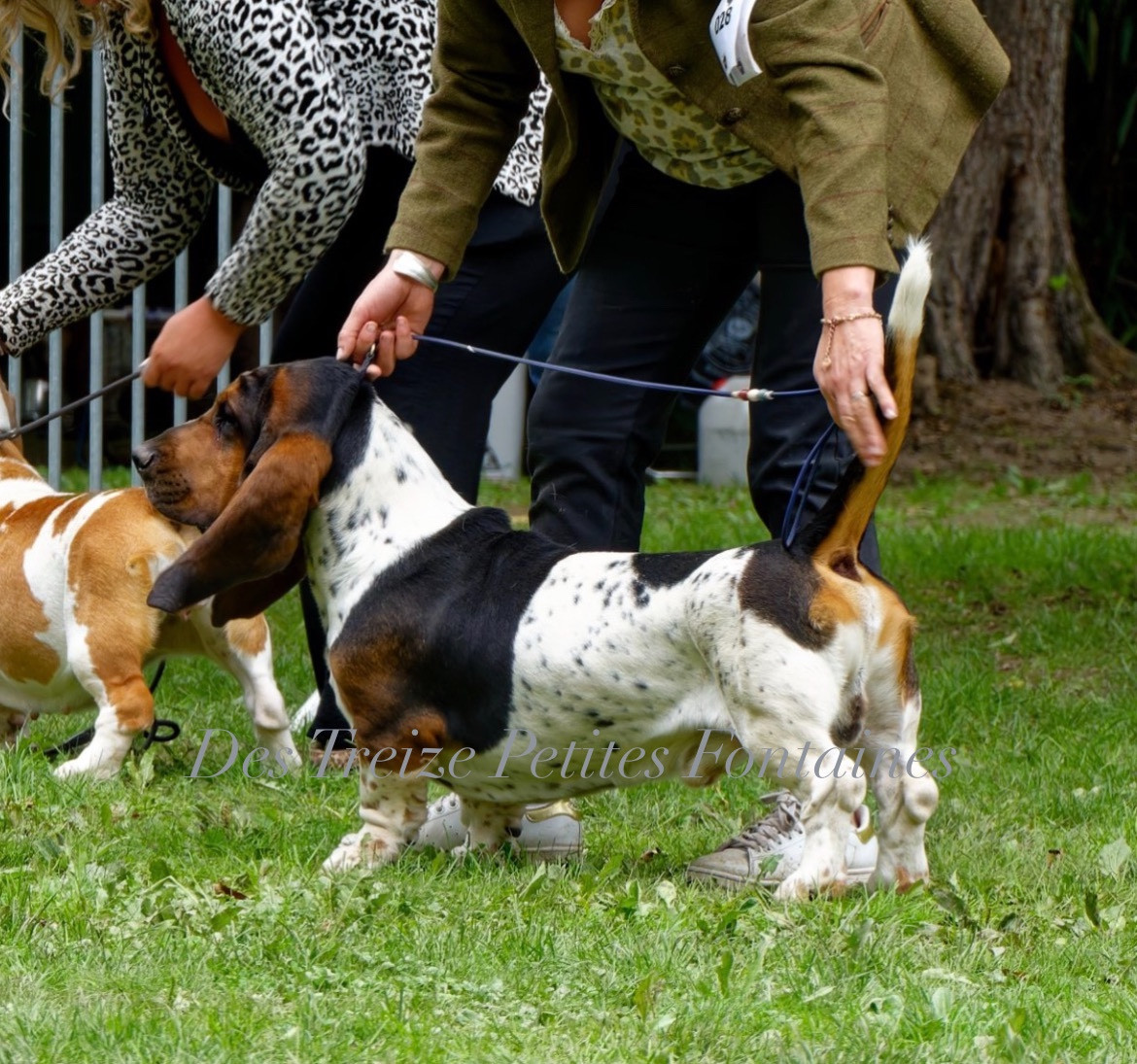 NATIONALE D'ELEVAGE DOMPIERRE SUR BESBRES 13 SETEMBRE 2025