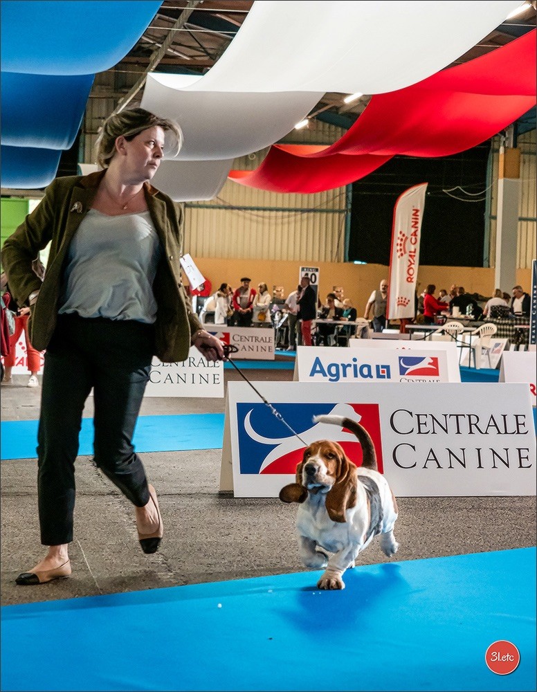 CHAMPION DE FRANCE DE CONFORMITÉ AU STANDARD