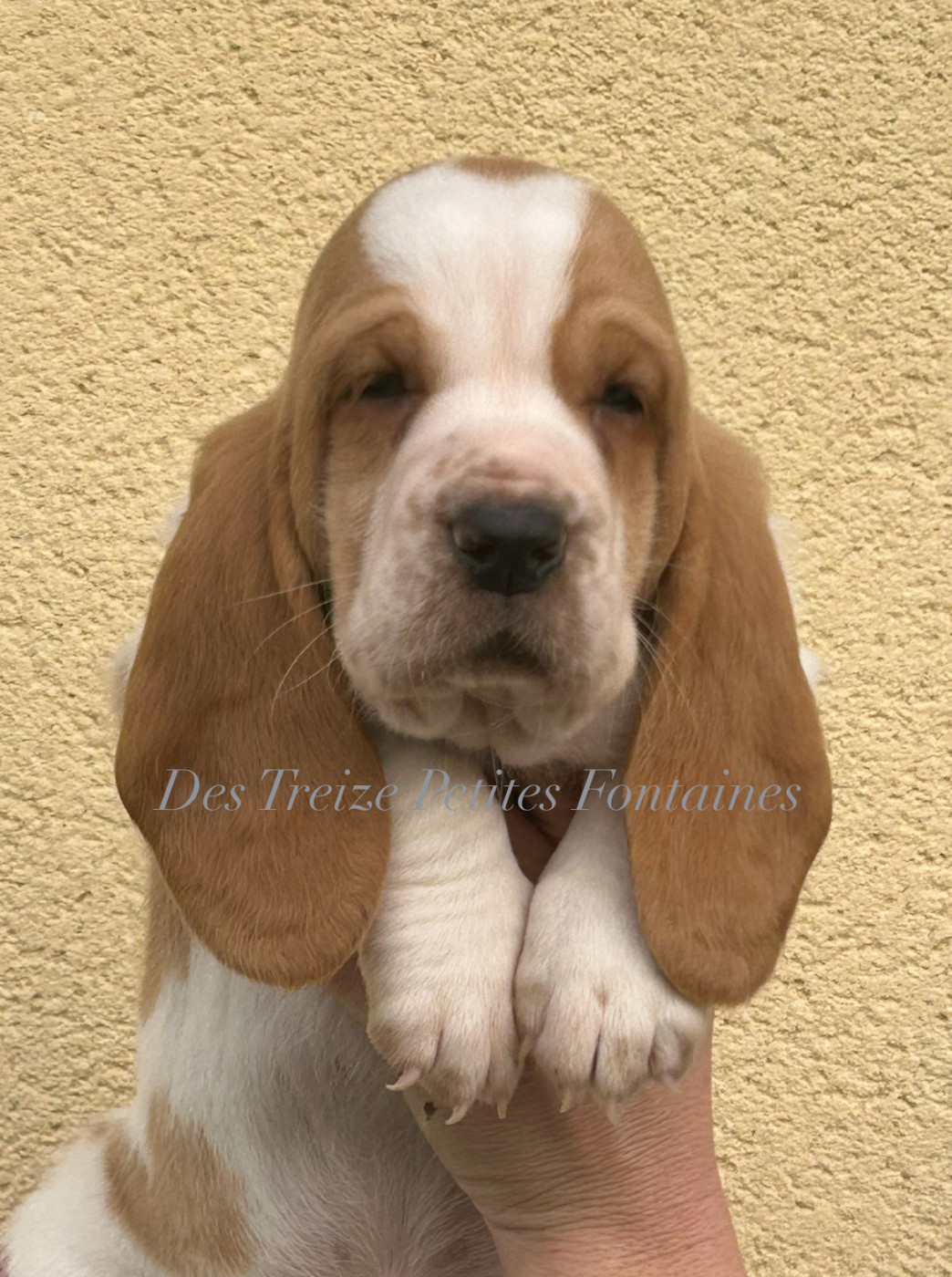 Des Treize Petites Fontaines - Chiots disponibles - Basset Hound