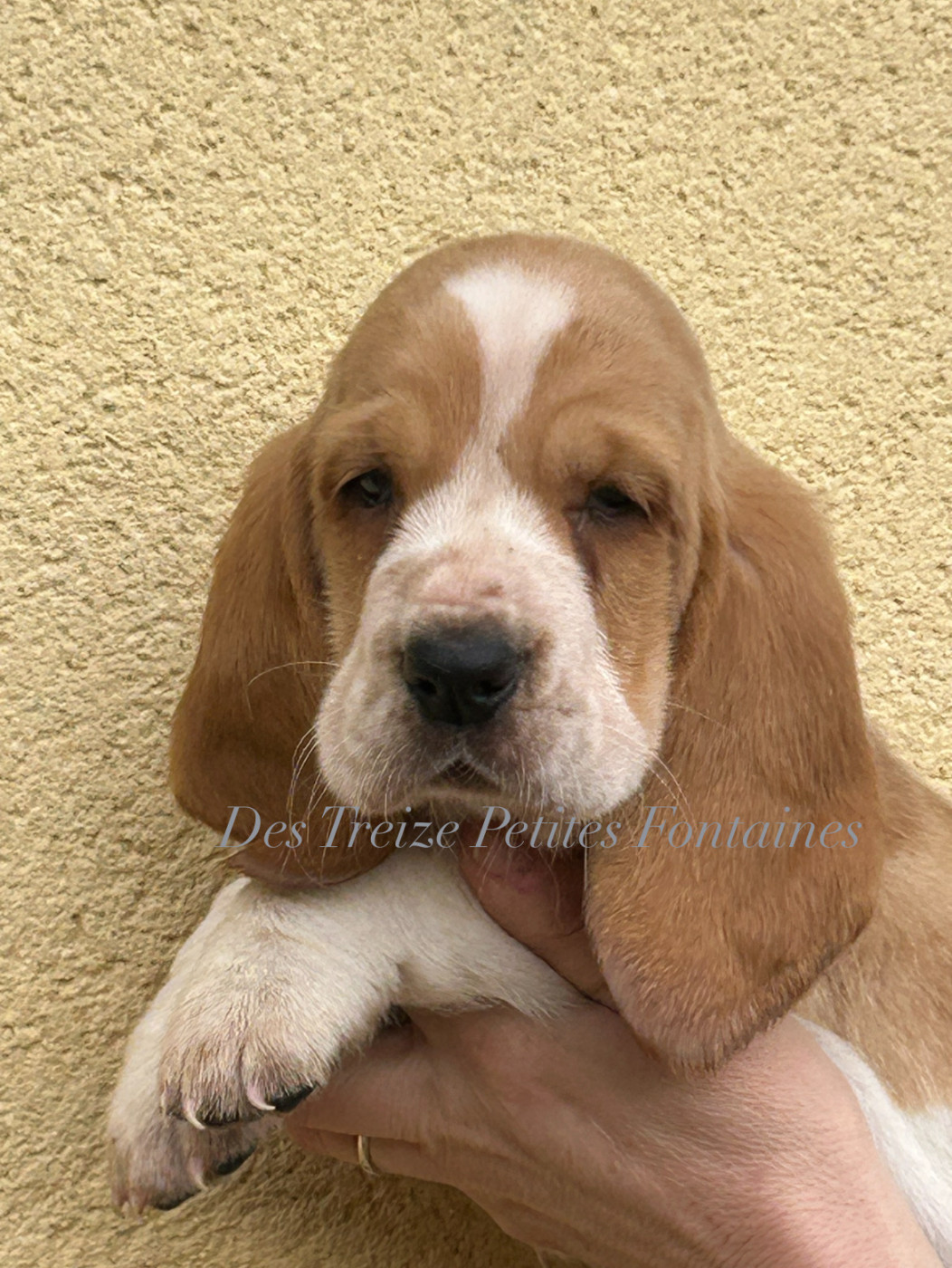 Des Treize Petites Fontaines - Chiots disponibles - Basset Hound