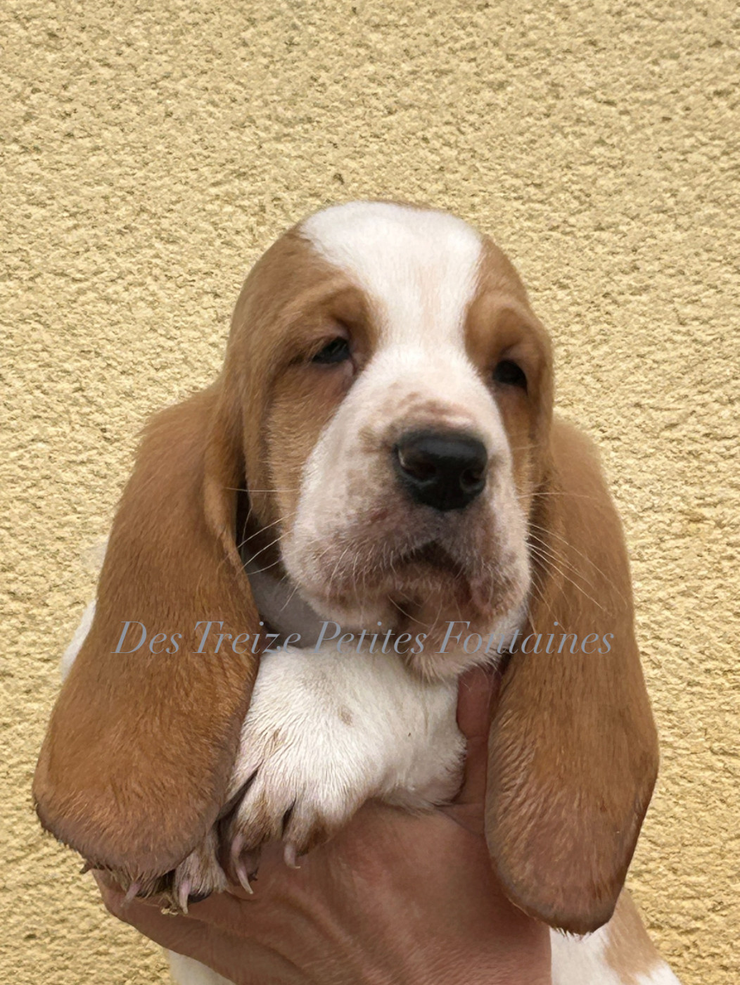 Des Treize Petites Fontaines - Chiots disponibles - Basset Hound