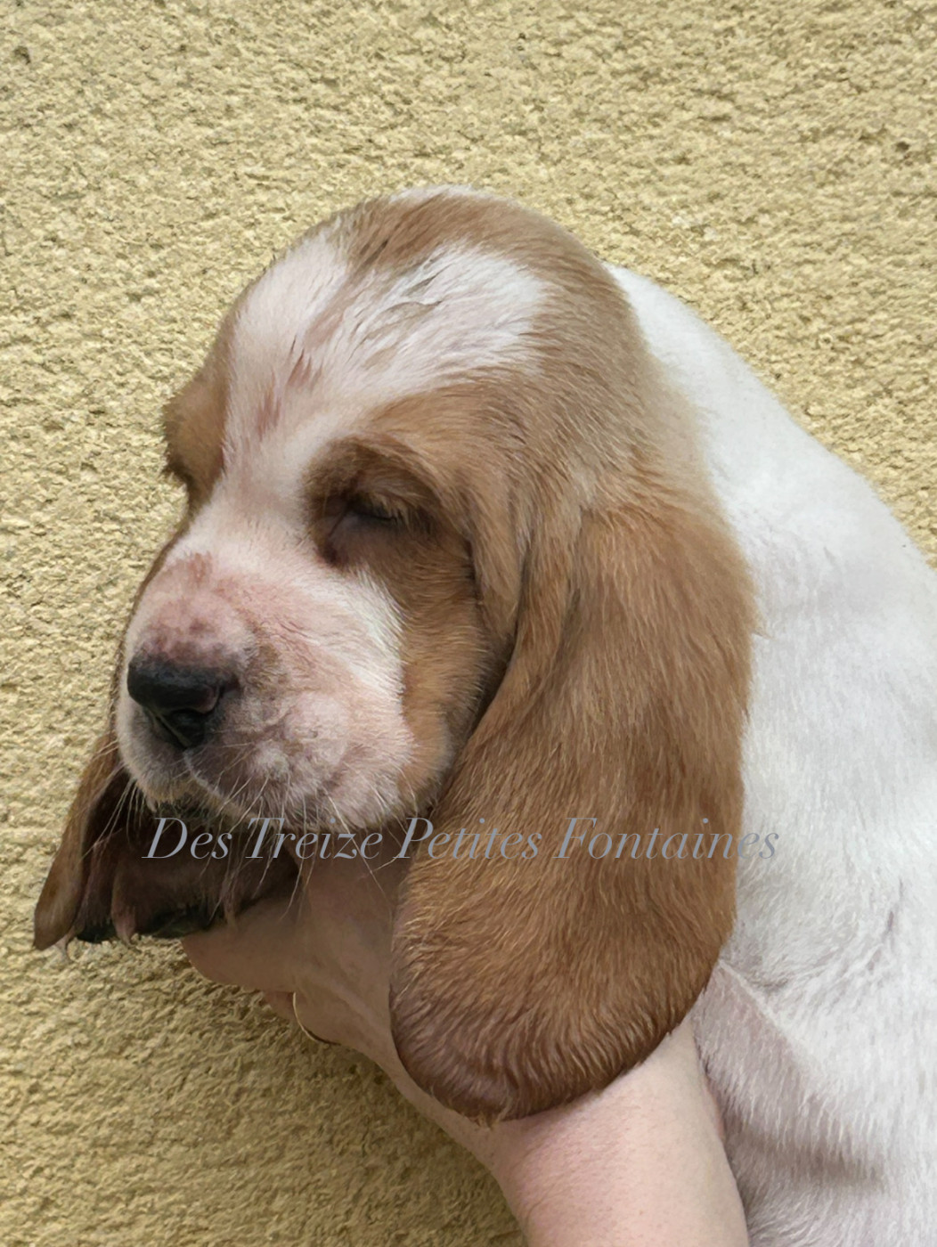 Des Treize Petites Fontaines - Chiots disponibles - Basset Hound